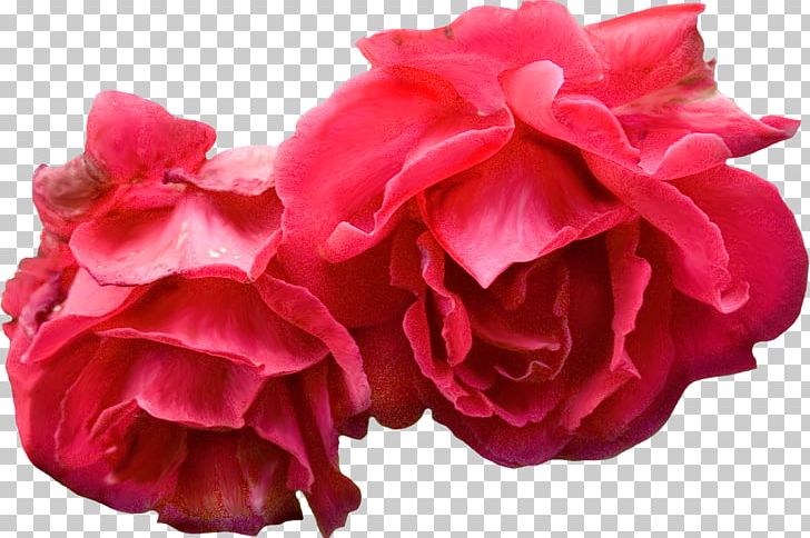 Flower Bouquet Garden Roses Red PNG, Clipart, Blue Flower, Bud, China Rose, Cut Flowers, Floribunda Free PNG Download