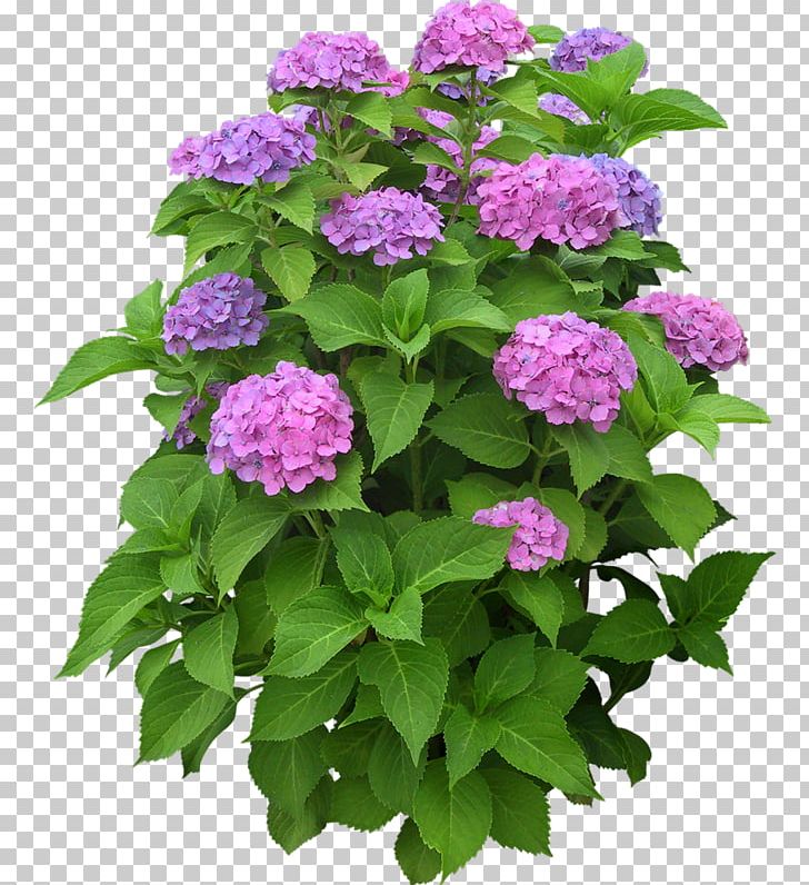 Flower Plant Shrub PNG, Clipart, Annual Plant, Blossom, Common Lilac, Cornales, Cut Flowers Free PNG Download