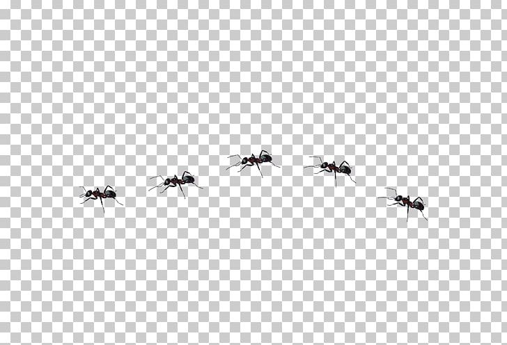 Ant Insect PNG, Clipart, Animals, Ant, Ant Cartoon, Ant Line, Ants Element Free PNG Download