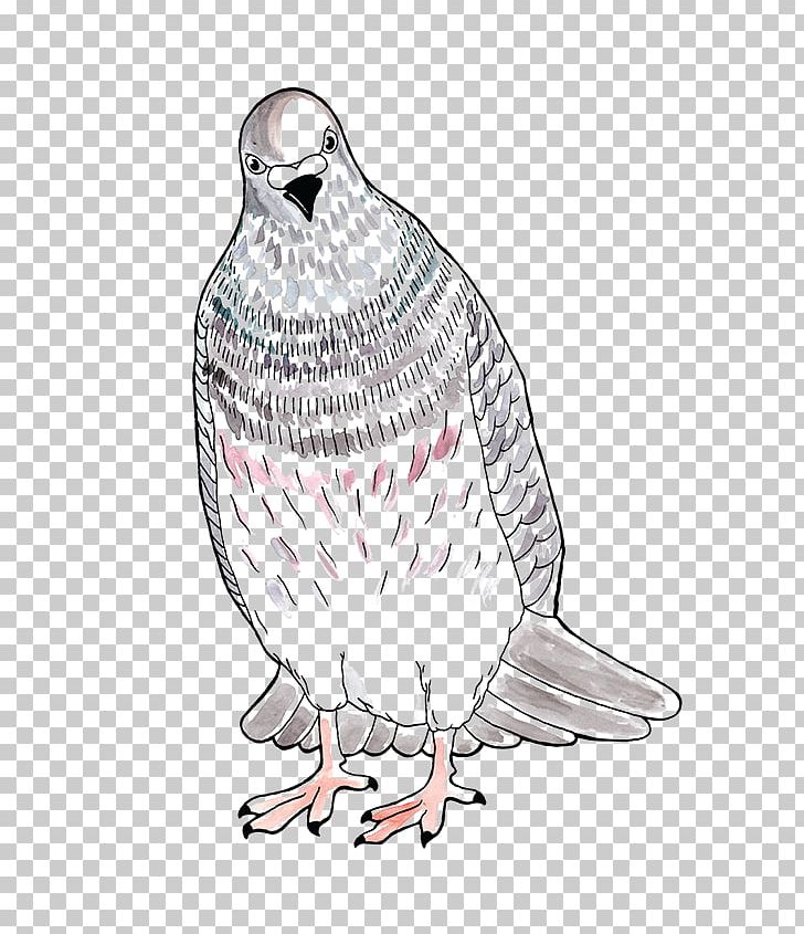 Owl Illustration Line Art Feather Beak PNG, Clipart, Beak, Bird, Bird Of Prey, Chicken, Chicken As Food Free PNG Download
