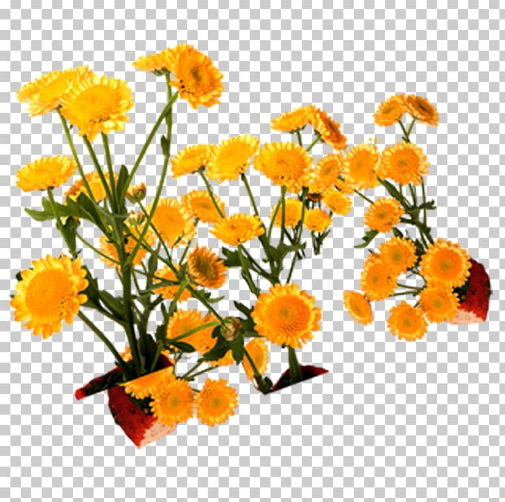 Floral Design Yellow PNG, Clipart, Calendula, Chrysanthemum, Cut Flowers, Download, Floral Design Free PNG Download