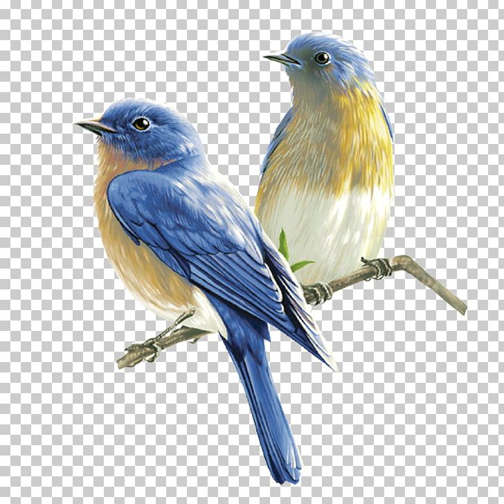Songbird PNG, Clipart, Animals, Beak, Bird, Bird Nest, Birds Free PNG Download