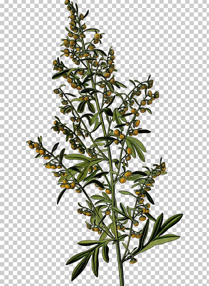 Sweet Wormwood Common Wormwood Mugwort Absinthe Plant PNG, Clipart,  Free PNG Download