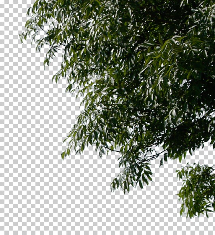 Tree Branch Desktop PNG, Clipart, Branch, Christmas, Corner, Desktop Wallpaper, Evergreen Free PNG Download
