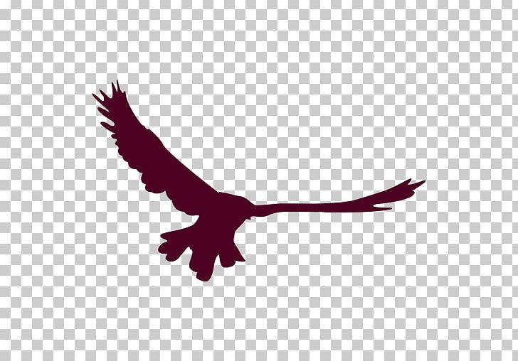 Bald Eagle Bird Flight PNG, Clipart, Animals, Bald Eagle, Beak, Bird, Bird Flight Free PNG Download