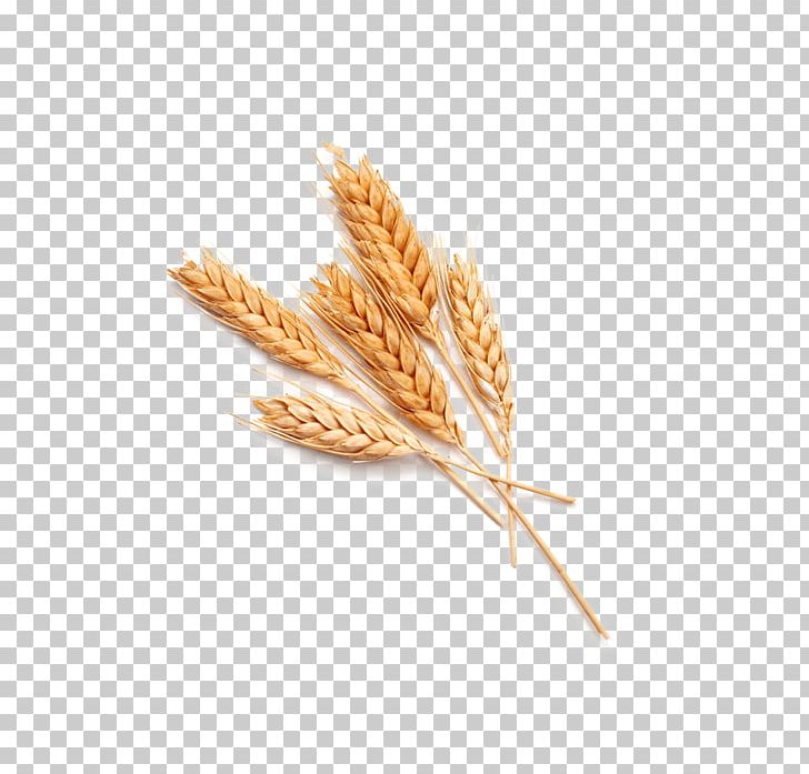 Cereal Agriculture Stock Photography Common Wheat Ear PNG, Clipart, Agriculture, Bran, Cereal, Cereal Germ, Commodity Free PNG Download