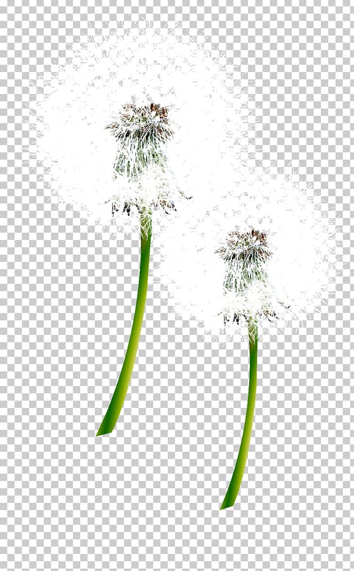 dandelion seed png