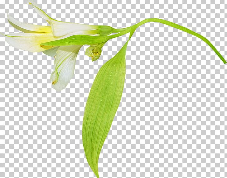 Flower Lilium PNG, Clipart, Bud, Computer Icons, Cut Flowers, Download, Fawn Lily Free PNG Download
