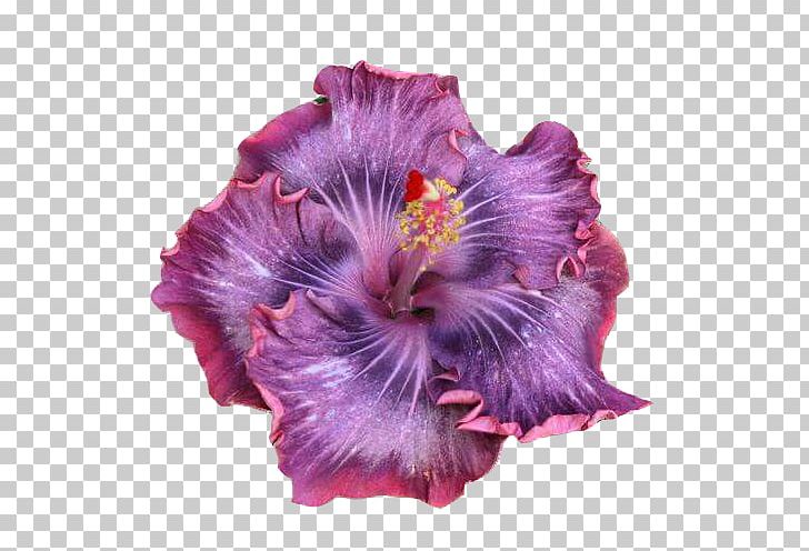 Growing Hibiscus Shoeblackplant Rosemallows Flower PNG, Clipart, Art, Color, Drawing, Eye, Flowering Plant Free PNG Download