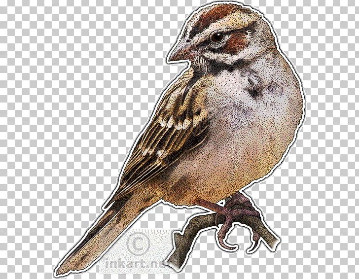 House Sparrow Lark Bird Drawing PNG, Clipart, American Sparrows, Animal, Animals, Art, Beak Free PNG Download