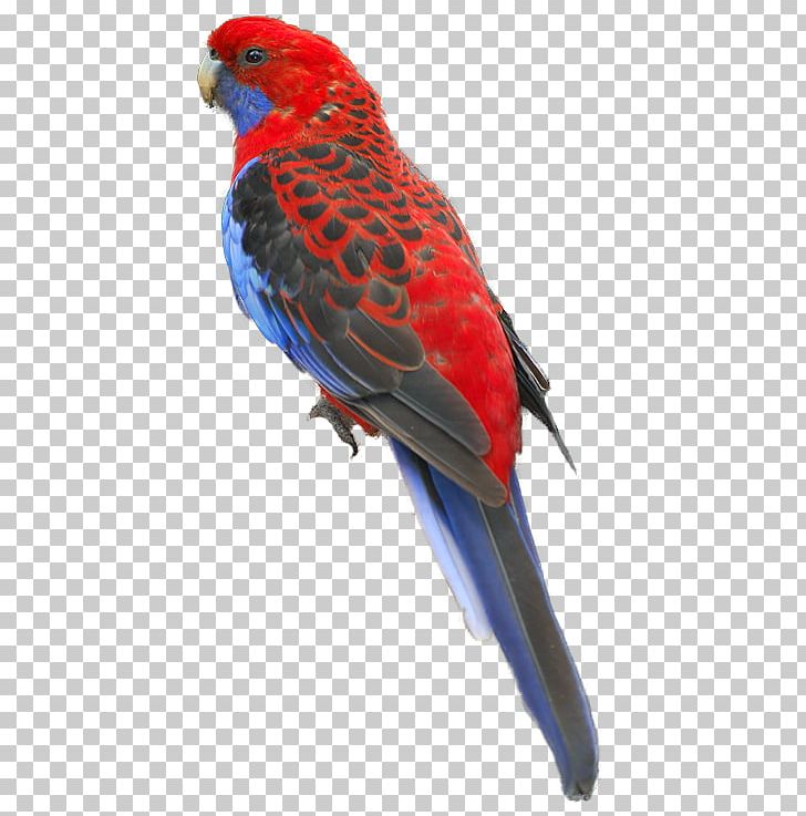 Macaw Loriini Parakeet Feather Beak PNG, Clipart, Animals, Beak, Bird, Cartoon Bird, Common Pet Parakeet Free PNG Download