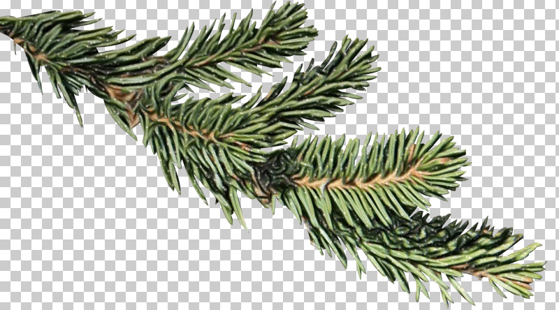 Shortleaf Black Spruce Columbian Spruce Balsam Fir Colorado Spruce Jack Pine PNG, Clipart, Balsam Fir, Colorado Spruce, Columbian Spruce, Jack Pine, Larix Lyalliisubalpine Larch Free PNG Download
