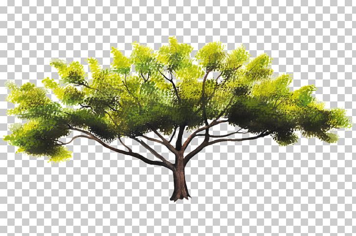 Pine Family Sky Plc PNG, Clipart, Biodiversidad, Branch, Grass, Others, Pine Free PNG Download