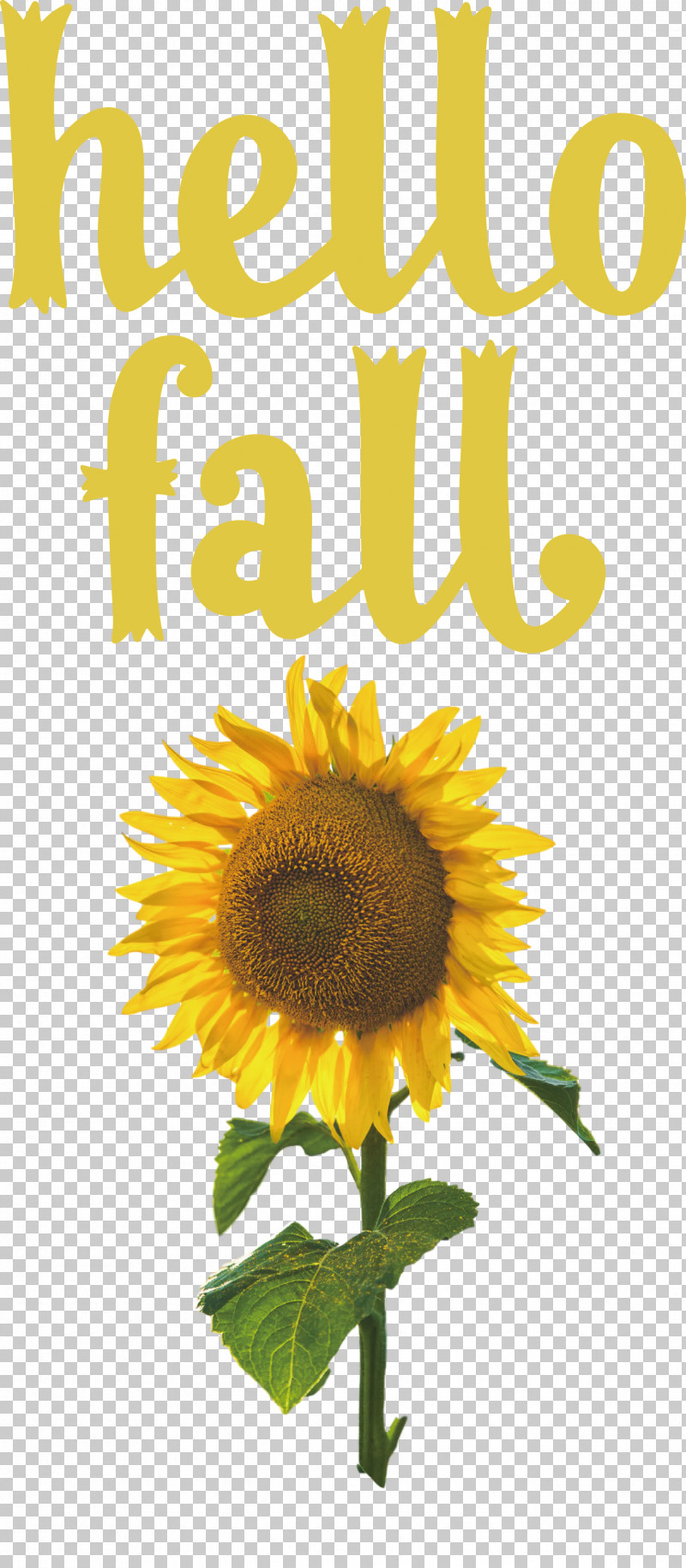 Hello Fall Fall Autumn PNG, Clipart, Autumn, Common Sunflower, End Of An Era, Fall, Hello Fall Free PNG Download
