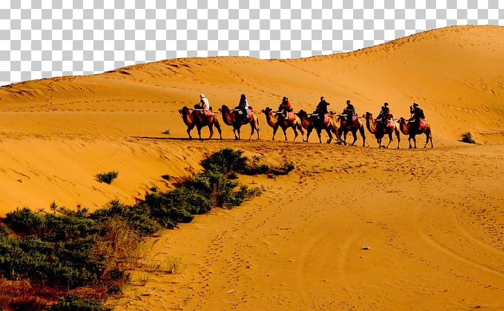 Dromedary Sahara Nalatizhen Gobi Desert Erg PNG, Clipart, Aeolian Landform, Animal, Animals, Arabian Camel, Badain Jaran Desert Free PNG Download