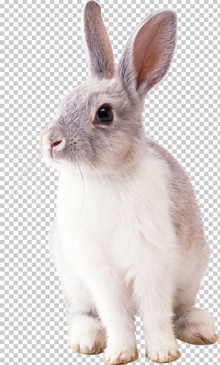 Hare Domestic Rabbit Easter Bunny PNG, Clipart, Animals, Cottontail Rabbit, Desktop Wallpaper, Domestic Rabbit, Download Free PNG Download