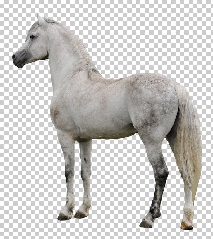 American Paint Horse Mustang Appaloosa Pony Stallion PNG, Clipart, American Paint Horse, Appaloosa, Arabian Horse, Black, Canter And Gallop Free PNG Download