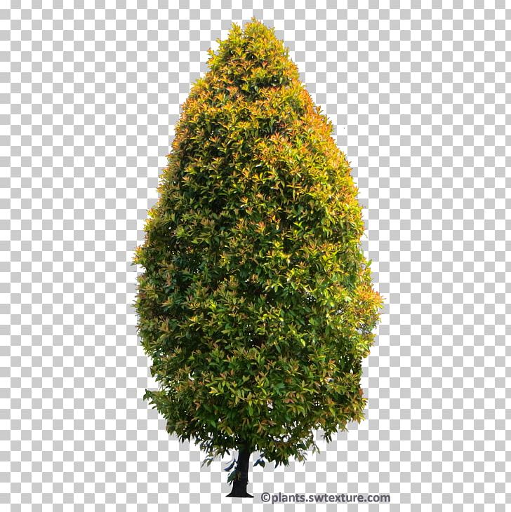 Chestnut Tree In Bloom Sweet Chestnut Waterland Marron PNG, Clipart, Biome, Chestnut, Deciduous, Evergreen, Fir Free PNG Download