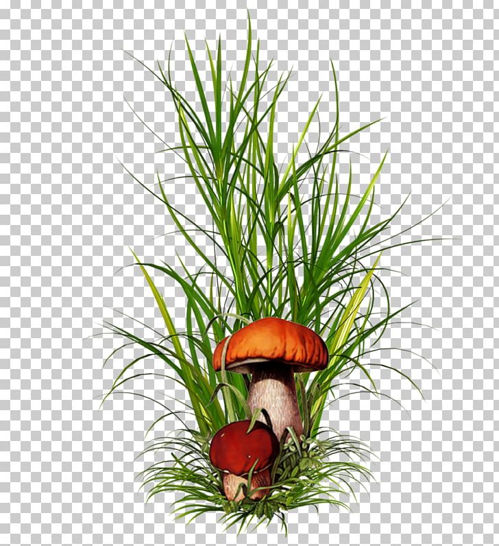 Grasses Born From Weeds & Rats Plant PNG, Clipart, Amp, Border, Born From Weeds Rats, Common Couch, Flower Free PNG Download