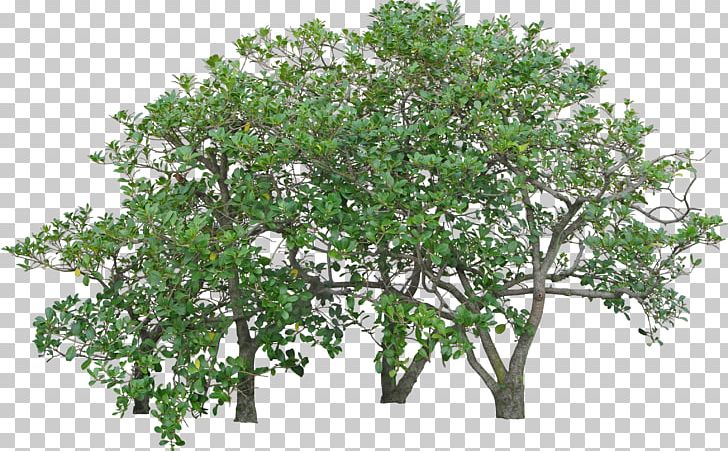 Adobe Photoshop 3D Modeling Texture Mapping Computer-aided Design 3D Computer Graphics PNG, Clipart, 3d Computer Graphics, 3d Modeling, Art, Autodesk 3ds Max, Branch Free PNG Download