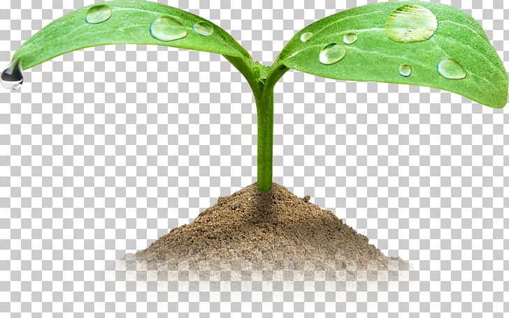 Germination Shoot Seed Green Embryo PNG, Clipart, Embryo, Flower, Germination, Green, Herbaceous Plant Free PNG Download