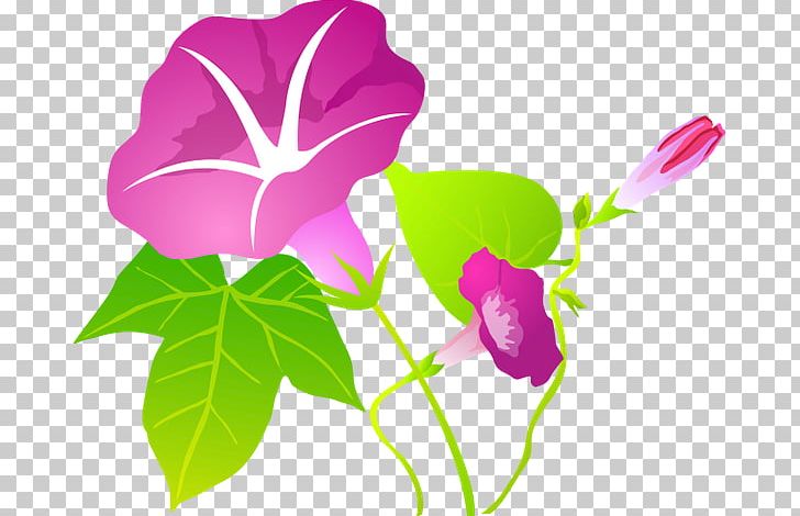 Ipomoea Nil Flower PNG, Clipart, Annual Plant, Bindweed, Flora, Flower, Flowering Plant Free PNG Download