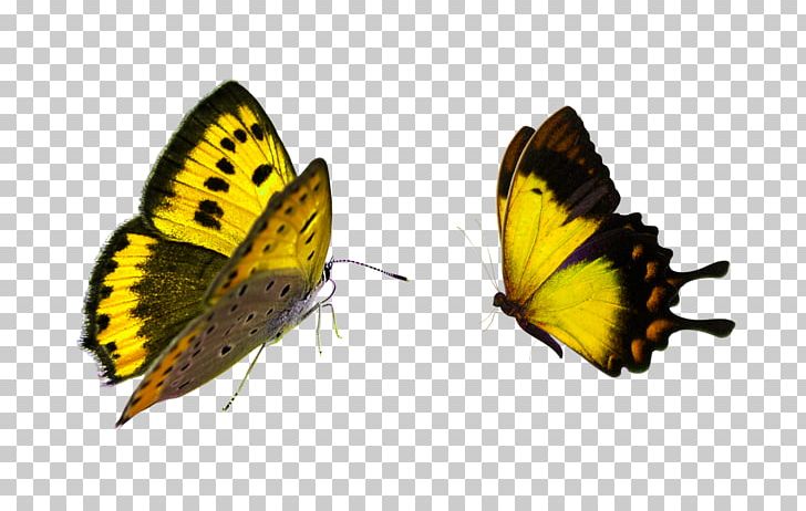 Butterfly Gardening Desktop PNG, Clipart, Brush Footed Butterfly, Butterflies And Moths, Butterfly, Colias, Company Free PNG Download