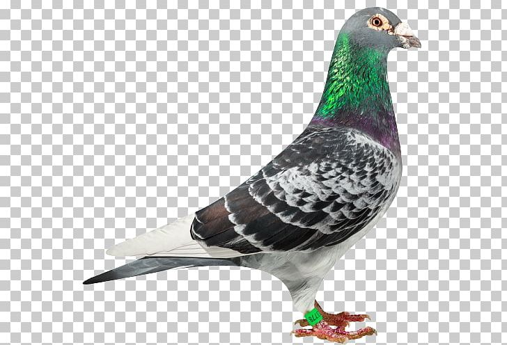 Columbidae Racing Homer Stock Dove Bird Pigeon Racing PNG, Clipart, Alblasserdam, Animal, Animals, Beak, Bird Free PNG Download