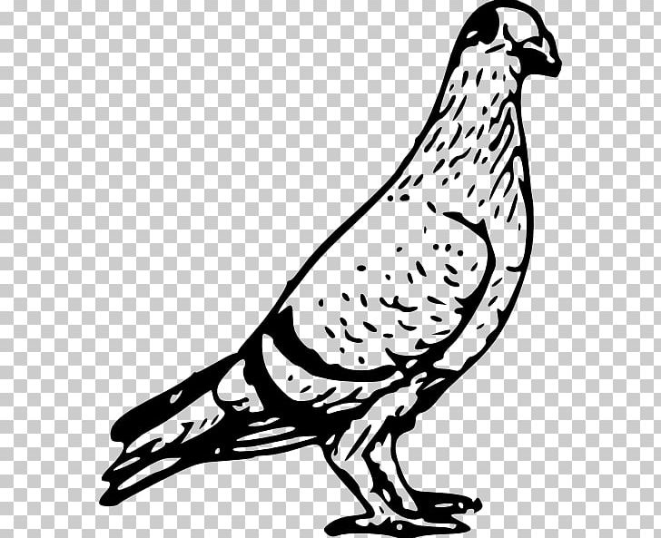 Homing Pigeon Columbidae Bird Pigeon Post PNG, Clipart, Animals, Artwork, Beak, Bird, Bird Flight Free PNG Download