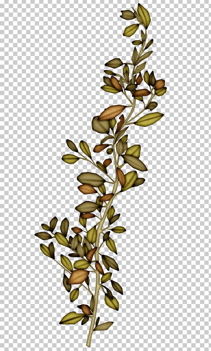 Leaf Twig Plant PNG, Clipart, Branch, Choix Des Plus Belles Fleurs, Cut Flowers, Drawing, Leaf Free PNG Download