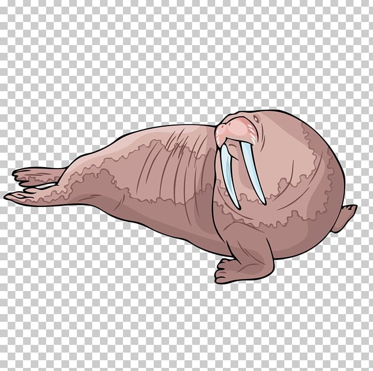 Walrus Sea Lion Beaver Carnivora Illustration PNG, Clipart, Animals, Balloon Cartoon, Boy Cartoon, Carnivoran, Cartoon Character Free PNG Download