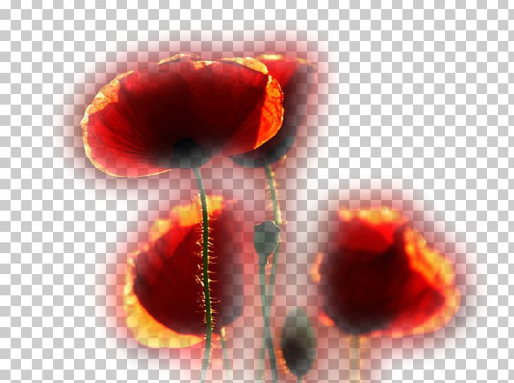 Flower Bouquet Petal PNG, Clipart, Anime, Closeup, Common Poppy, Coquelicot, Desktop Wallpaper Free PNG Download