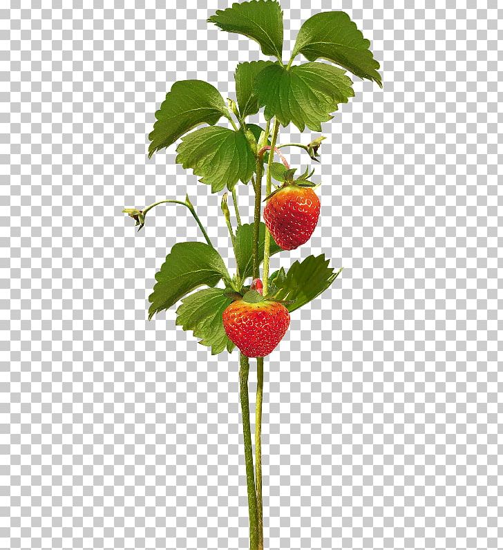 Strawberry Amorodo PNG, Clipart, Aime, Amorodo, Ange, Blog, Email Free PNG Download