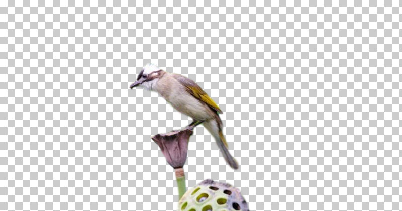 Birds Finches Beak Meter Biology PNG, Clipart, Beak, Biology, Birds, Finches, Meter Free PNG Download
