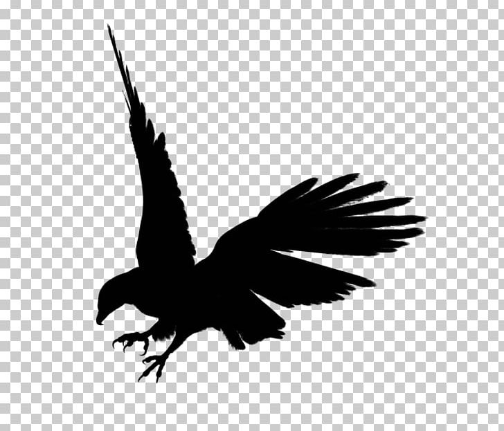 Bald Eagle Bird PNG, Clipart, Animals, Art, Bald Eagle, Beak, Bird Free PNG Download