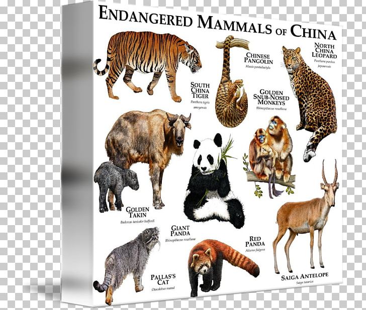 Cat United States Endangered Mammals Endangered Species Extinction PNG, Clipart,  Free PNG Download