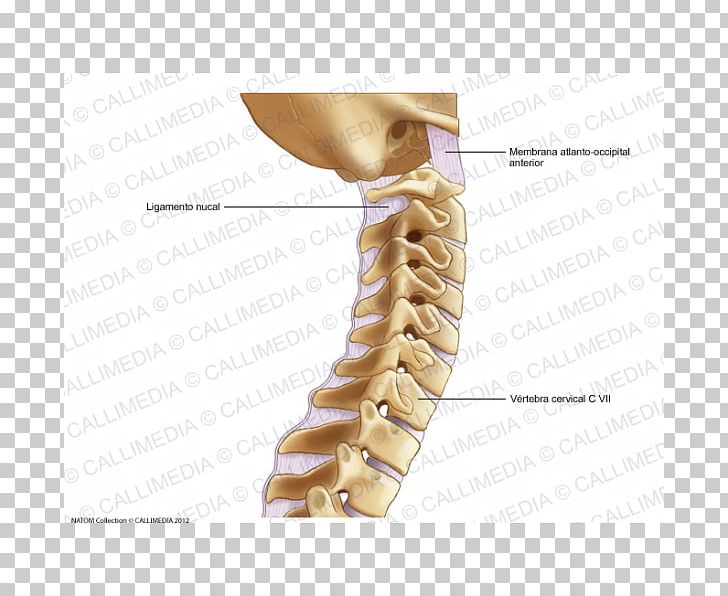 Cervical Vertebrae Cervical Osteoarthritis Vertebral Column Atlas PNG, Clipart, Abdomen, Angle, Arm, Arthritis, Atlas Free PNG Download