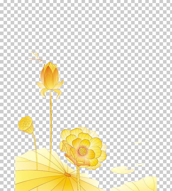 Nelumbo Nucifera PNG, Clipart, Adobe Illustrator, Computer Wallpaper, Encapsulated Postscript, Flower, Golden Background Free PNG Download