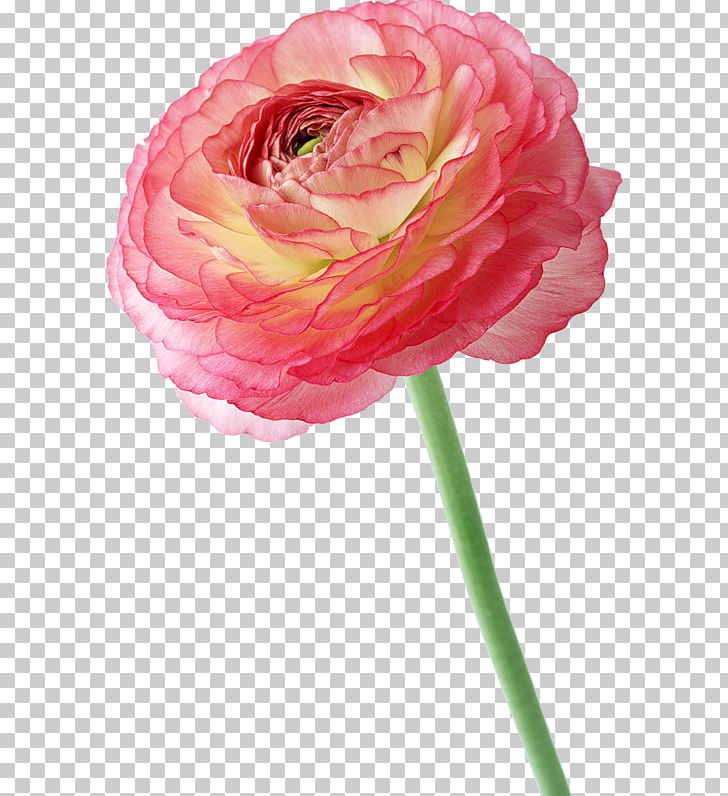 Flower PNG, Clipart, Artificial Flower, Chin, Chinese, Encapsulated Postscript, Flower Arranging Free PNG Download