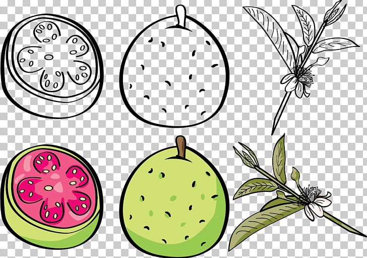 Guava Euclidean Fruit PNG, Clipart, Cartoon, Circle, Clip Art, Design, Fig Free PNG Download