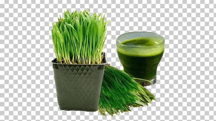 Juicer Smoothie Wheatgrass Raw Foodism PNG, Clipart, Bugday, Cara, Cimen, Commodity, Common Wheat Free PNG Download