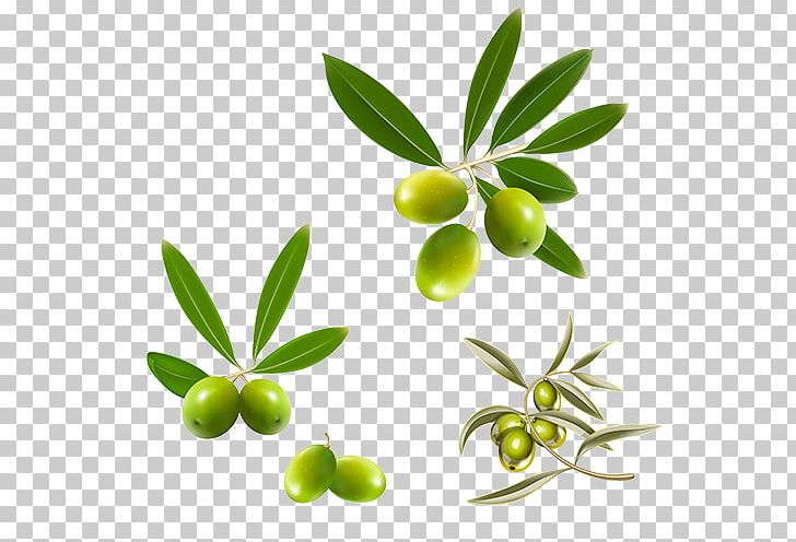 Mediterranean Cuisine Olive Leaf Olive Oil PNG, Clipart, Almond Oil, Apple Fruit, Bottle, Branch, Cooking Oil Free PNG Download