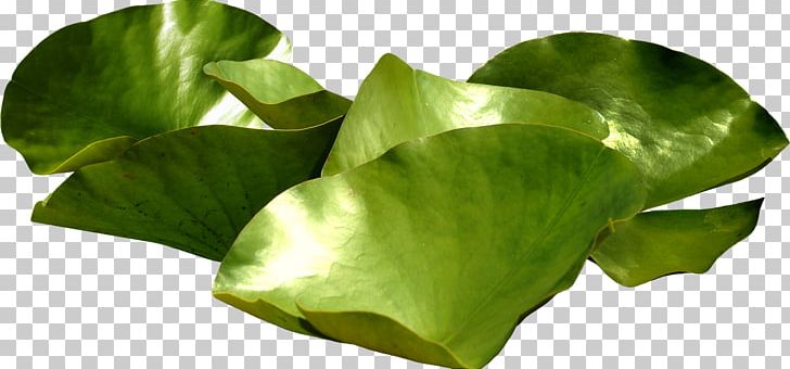 Nelumbo Nucifera Nymphaea Lotus Pygmy Water-lily Raster Graphics PNG, Clipart, Aquatic Plants, Flower, Jpeg Network Graphics, Leaf, Lilium Free PNG Download