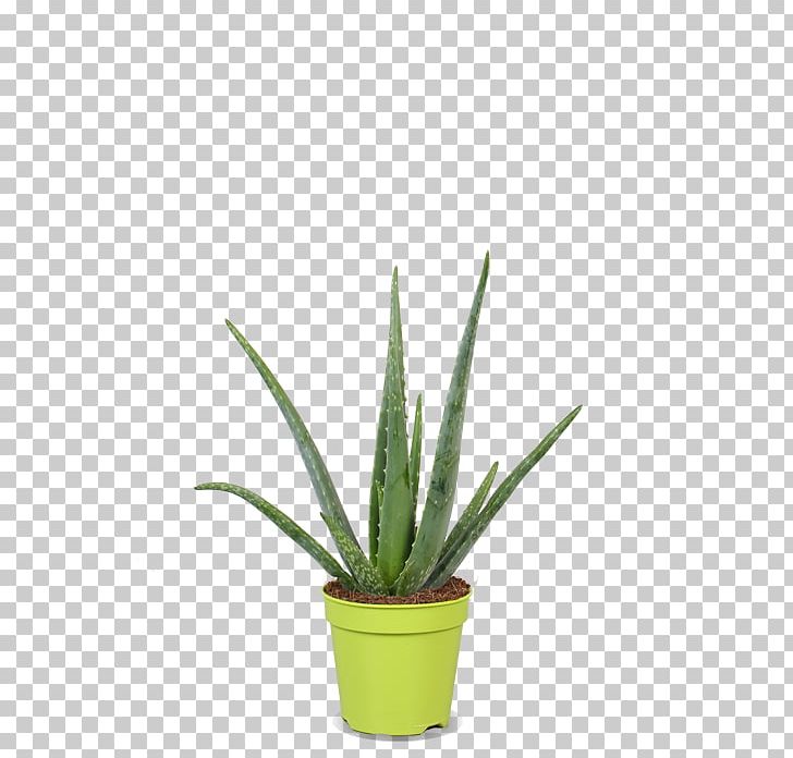 Agave Azul Agave Nectar Grasses Flowerpot Plant Stem PNG, Clipart, Agave, Agave Azul, Agave Nectar, Aloe, Aloe Vera Free PNG Download