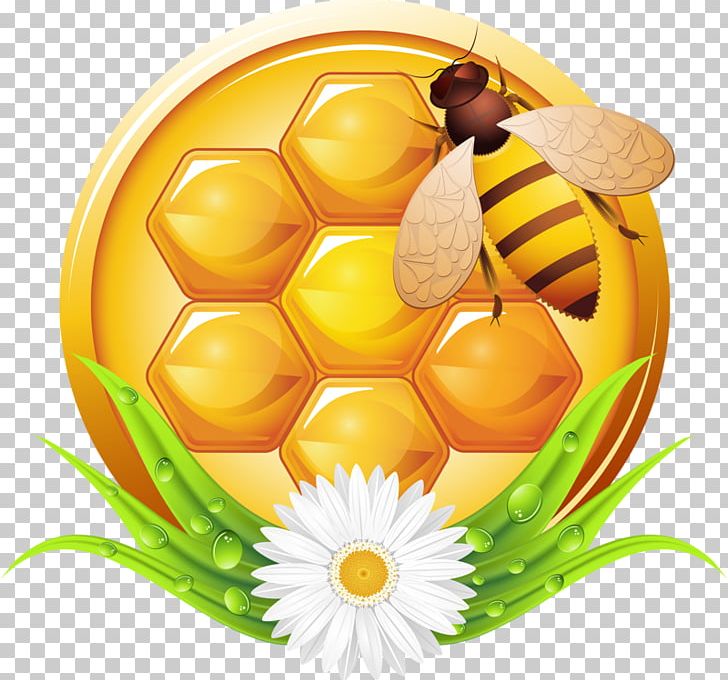 Bee Honey Photography Illustration PNG, Clipart, Bee, Bee Hive, Bees, Bees Honey, Cartoon Bee Free PNG Download