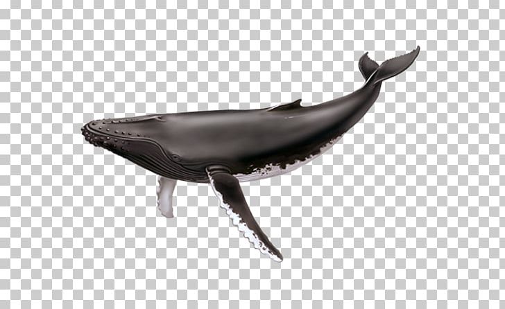Saguenay–St. Lawrence Marine Park Cetacea Humpback Whale Blue Whale Tadoussac PNG, Clipart, Beluga Whale, Blue Whale, Bowhead Whale, Cetacea, Common Minke Whale Free PNG Download