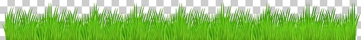 Vetiver Wheatgrass Green Commodity Plant Stem PNG, Clipart, Chrysopogon, Chrysopogon Zizanioides, Clip Art, Clipart, Commodity Free PNG Download