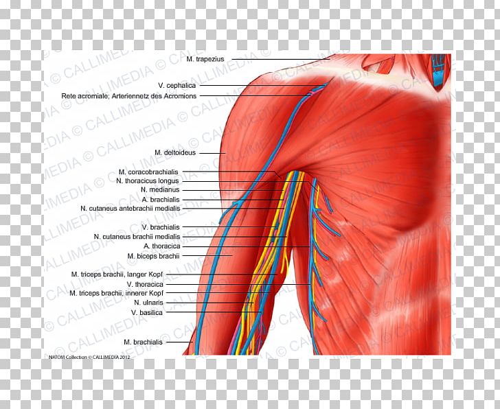 Arm Blood Vessel Nerve Human Body Shoulder PNG, Clipart, Abdomen, Anatomy, Angle, Arm, Blood Vessel Free PNG Download