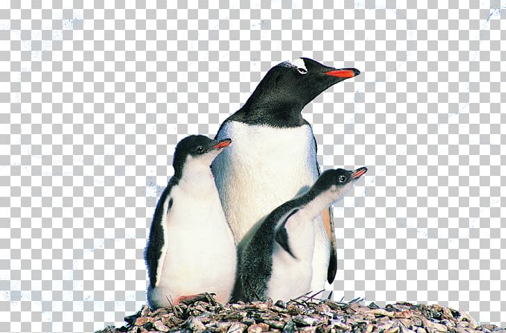Penguin Bird Photography Animal PNG, Clipart, Animal, Animals, Animation, Beak, Bird Free PNG Download