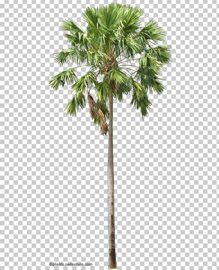 Asian Palmyra Palm Arecaceae Saribus Rotundifolius Livistona Areca Palm PNG, Clipart, Arecales, Areca Nut, Attalea Speciosa, Borassus Flabellifer, Branch Free PNG Download